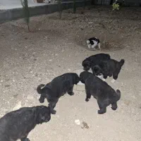 واگذاری سگ|سگ|ابریشم, |دیوار