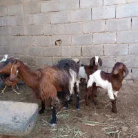 بز با دو کهره نرو ماده.