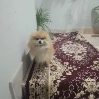 واگذاری پامر