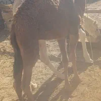 شتر