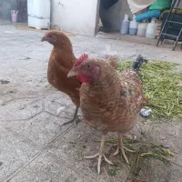 مرغ و خروس تاغچه