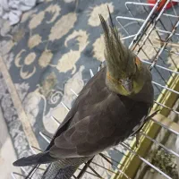 عروس هلندی ماده