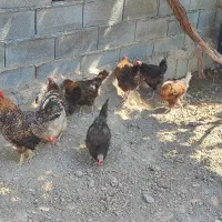 فروش مرغ و خروس