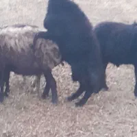 قوچ|حیوانات مزرعه|ارومیه, |دیوار