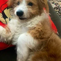 سگ نر ۶ماهه نژاد میکس اشپیتز و شیتزو|سگ|کرج, مهرویلا جنوبی|دیوار