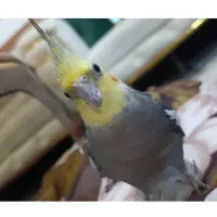 عروس هلندی نر|پرنده|زنجان, |دیوار