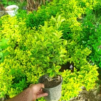 درختچه زینتی کاج لاوسون شمشاد انواع گل باغچه ای|گل و گیاه طبیعی|محمودآباد, |دیوار