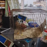 پرنده  جوجه شینک
