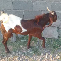 نری