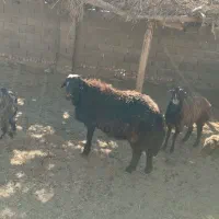 بره نرهترو|حیوانات مزرعه|طاغنکوه, |دیوار