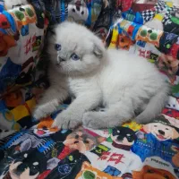 واگذاری پیشی گربه های ناز و شیطون