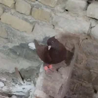 کفترا بی بوم هم پرشی هم تخم جوجه خاطر جمع|پرنده|تربت‌حیدریه, کلاته توکلی|دیوار