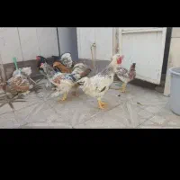 مرغ و خروس برهما|حیوانات مزرعه|مشهد, کوشک مهدی|دیوار