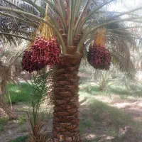 خرما مضافتی بروات بم