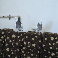 اهواز جاده هافکل قدیم روستای غیزانیه|پرنده|اهواز, غیزانیه|دیوار
