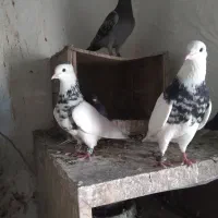 کبوتر رنگی وپلاکی ودورگ فروشی