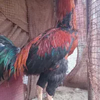 خروس|حیوانات مزرعه|بندرعباس, |دیوار