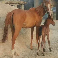 فروش مادیون با کره اسب