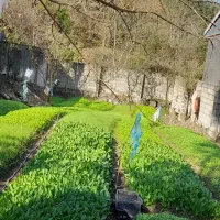 فروش سبزی محلی تمام ارگانیک