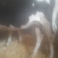 نوکل دورگ اصل
