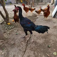 خروس لاری|حیوانات مزرعه|گنبد کاووس, |دیوار