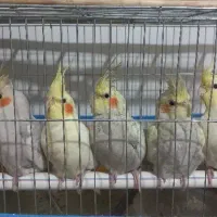 عروس هلندی