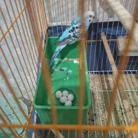 یه جفت مرغ عشق سرحال زرنگ ۵تاتخم گذاشته|پرنده|سهند, |دیوار