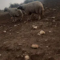 قوچ شیره دار|حیوانات مزرعه|ماهیدشت, |دیوار