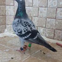 پلاکی عراق|پرنده|بندر گناوه, |دیوار