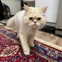 گربه با همه ی وسایل ها|گربه|اردبیل, |دیوار