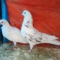 سه عددکفترخوب