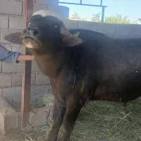 گامیش نر فحل