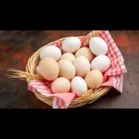 تخم مرغ نطفه دار