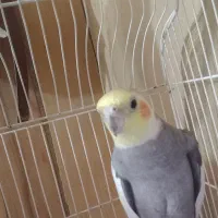 عروس هلندی نر