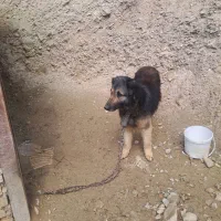 سگ نگهبان