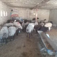 میش|حیوانات مزرعه|مشهد, اروند|دیوار