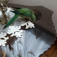 طوطی راهب ۴۵روزه