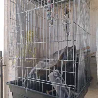 قفس عروس هلندی