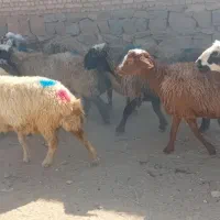 فروش ۱۴راس میش