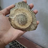 فسیل بسیار زیبای امونیت|کلکسیون اشیاء عتیقه|نیشابور, هفده شهریور|دیوار