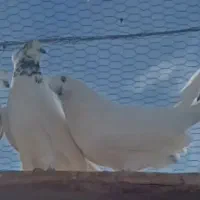 هفت گونی کود کفتر موجود هست