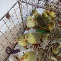 جوجه قوغازوبلدرچین