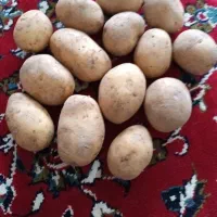 سیب زمینی