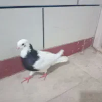 کبوتر ماده طوقی