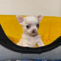 شیواوا اپل هد