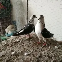 سوسگی دم سفید و سرول|پرنده|میانه, |دیوار