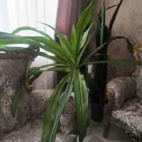 گل آپارتمانی