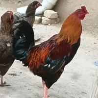خروس