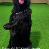 سگ شرمن بلک شولاین اصل با رگ خونی بالا|سگ|طاهرگوراب, |دیوار