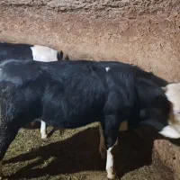 فروش گوساله نر سمینتال